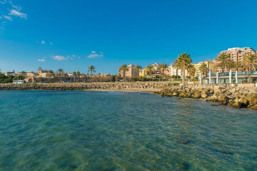 A coastal waterfront with clear water, a rocky shoreline, and palm trees.