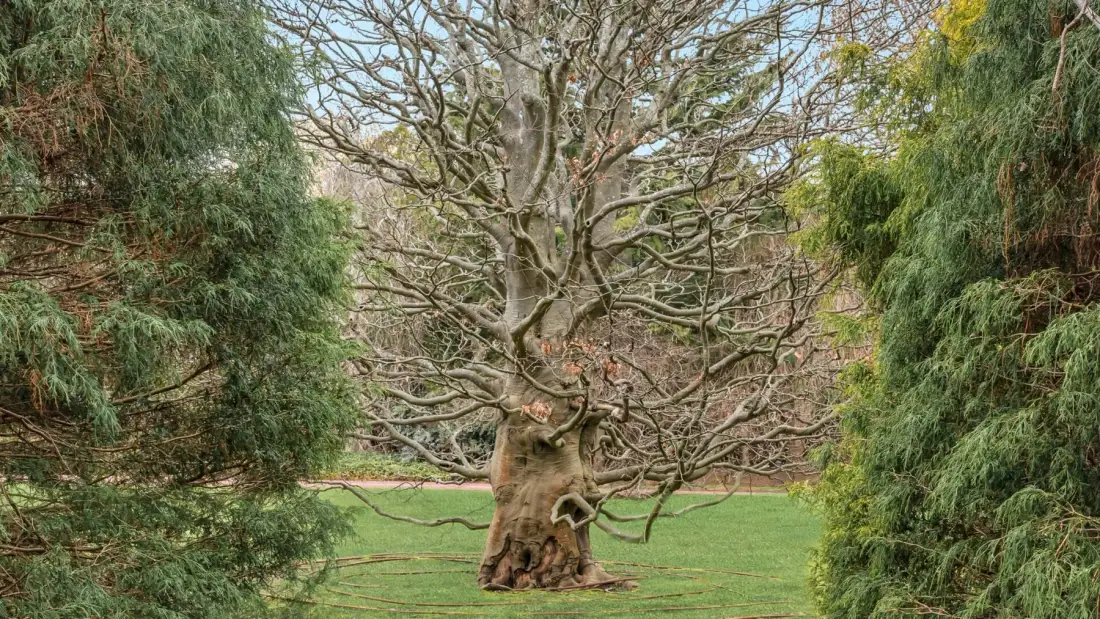 Un gran árbol sin hojas se alza en un césped entre árboles de hoja perenne.