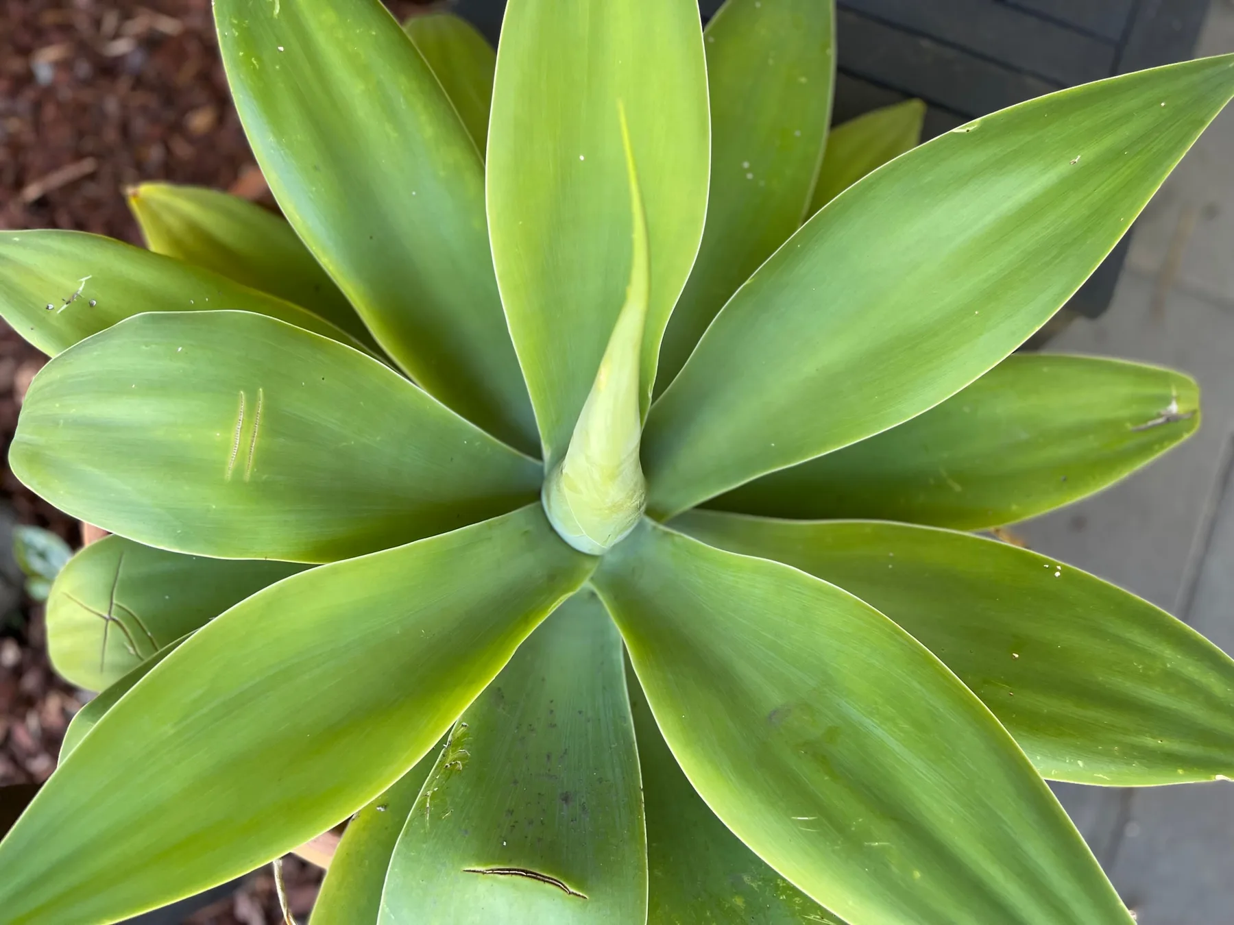 A close-up of a green succulent plant beside a paved surface.