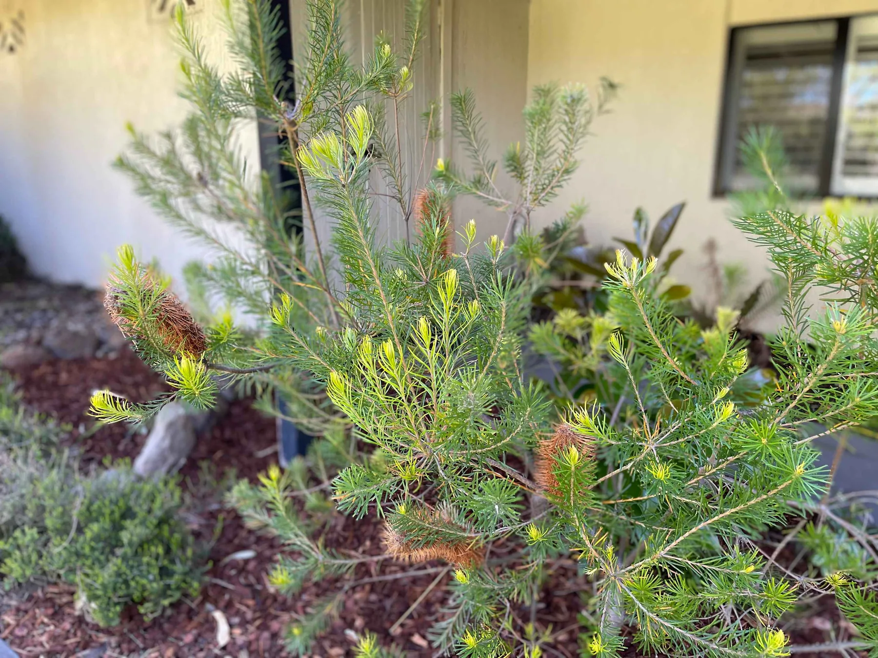 Shrubbery grows in a landscaped garden beside a light-colored building.