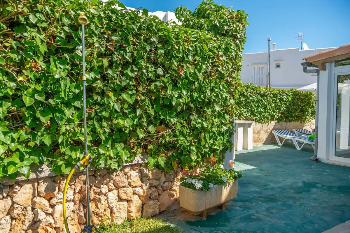 An outdoor patio with a leafy privacy hedge, potted plants, and lounge chairs.