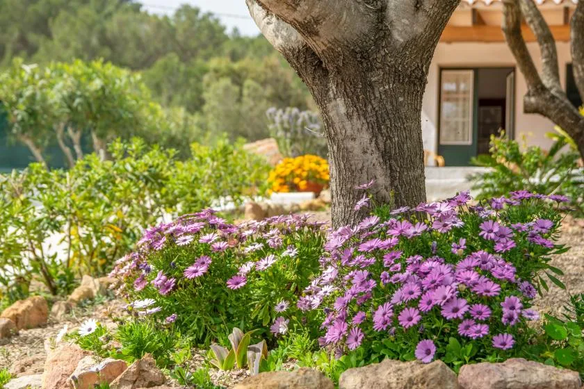 A garden flower bed with purple blooms surrounds a large tree.