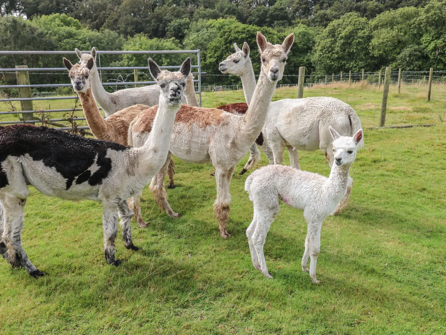 Alpacas están de pie en un pastizal junto a una puerta metálica y una cerca.