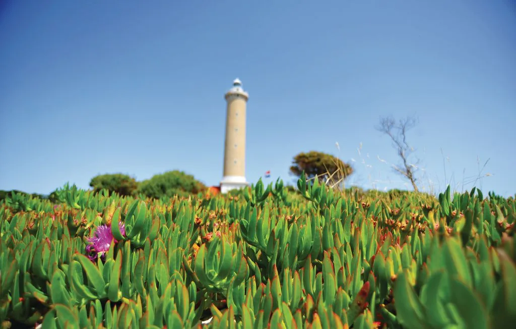 Un faro se alza sobre una densa alfombra de plantas costeras en flor bajo un cielo despejado.