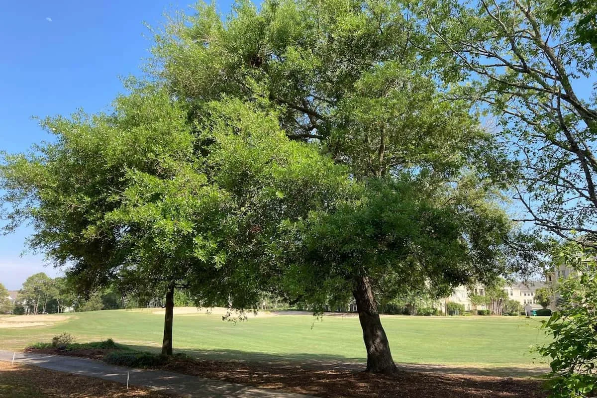 Un césped de parque con grandes árboles frondosos bajo un cielo despejado.