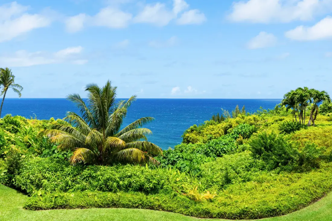Paisaje costero tropical con vegetación exuberante, palmeras y el océano al fondo.