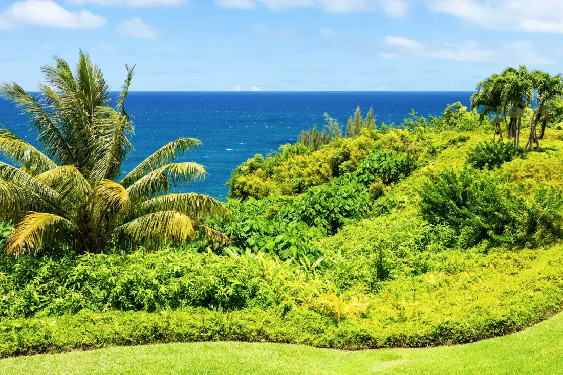 Un paisaje costero tropical con vegetación frondosa, palmeras y el océano.