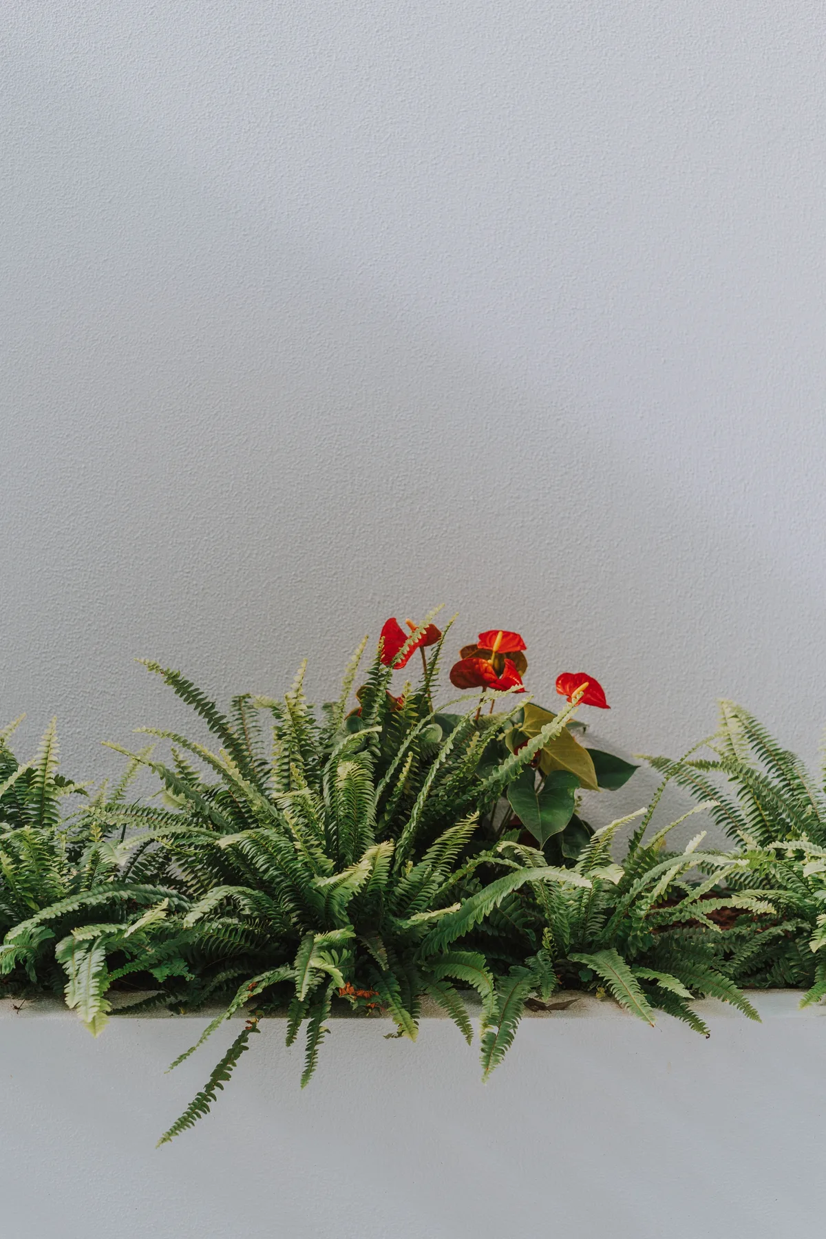 Una jardinera de pared frondosa con flores rojas decora una pared lisa y clara.