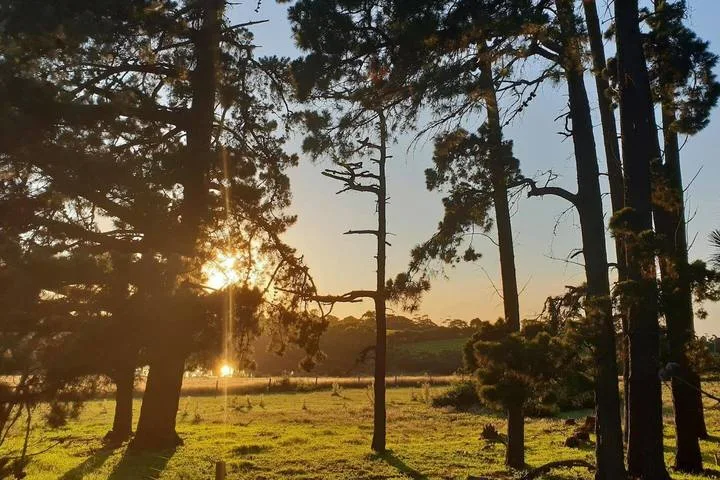 A sunlit grassy clearing surrounded by tall trees at sunset.