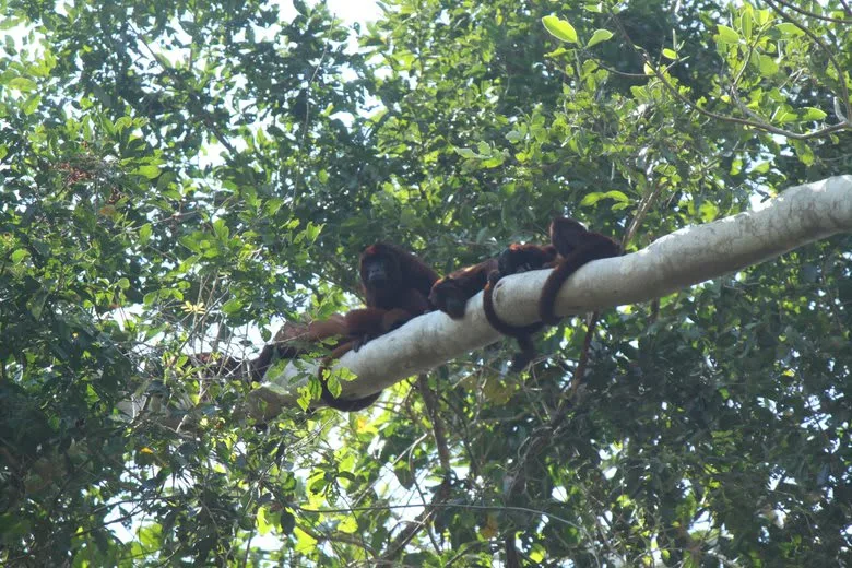 Several monkeys rest along a thick tree branch amid dense green foliage.