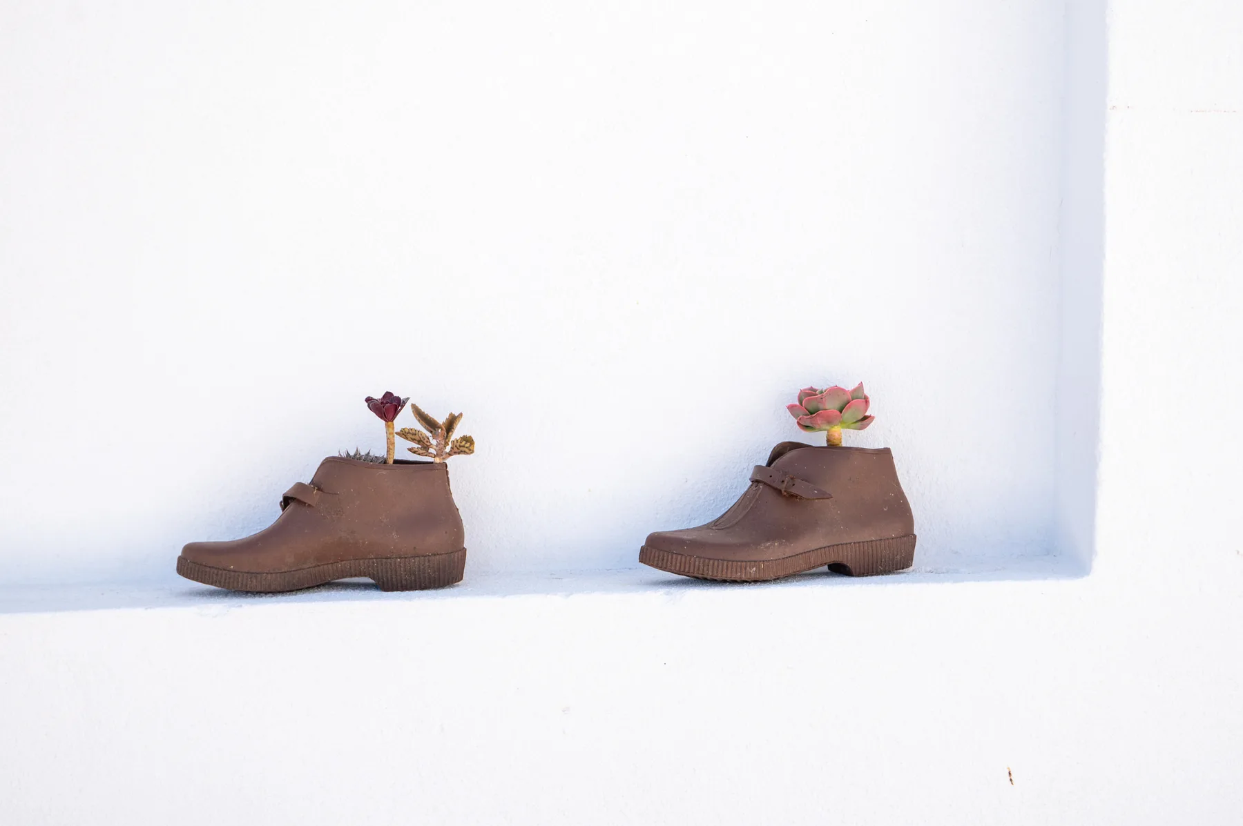 Two brown boots with small plants sit in a white wall niche.