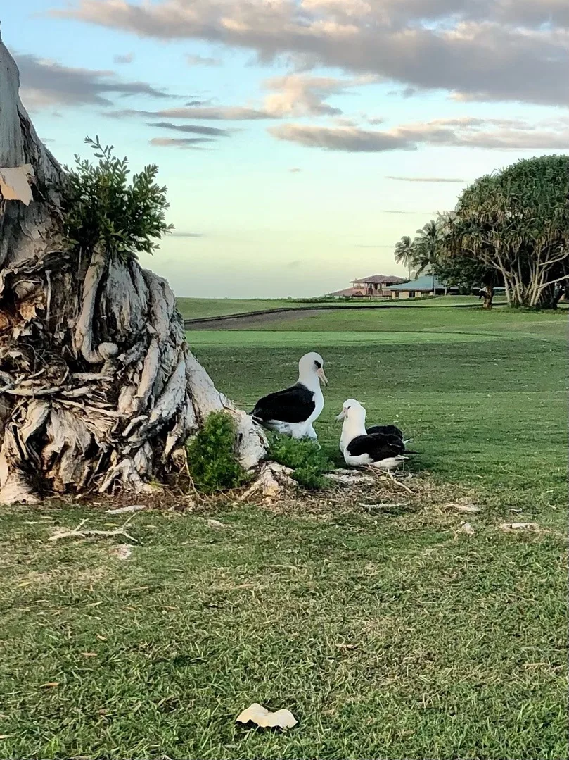 Dos aves marinas descansan en el césped junto a un árbol grande, con una zona verde al fondo.