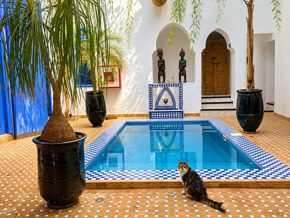 Cat beside the courtyard pool at Riad Chameleon