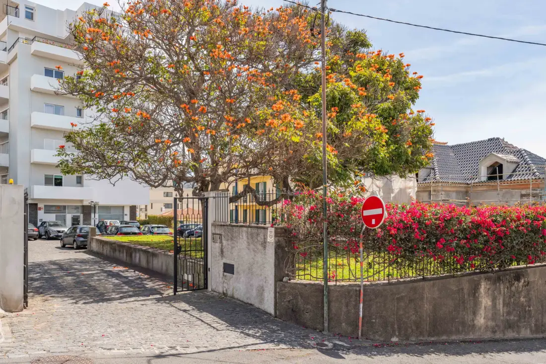 Entrada de una calle residencial bordeada por árboles en flor y un muro bajo.