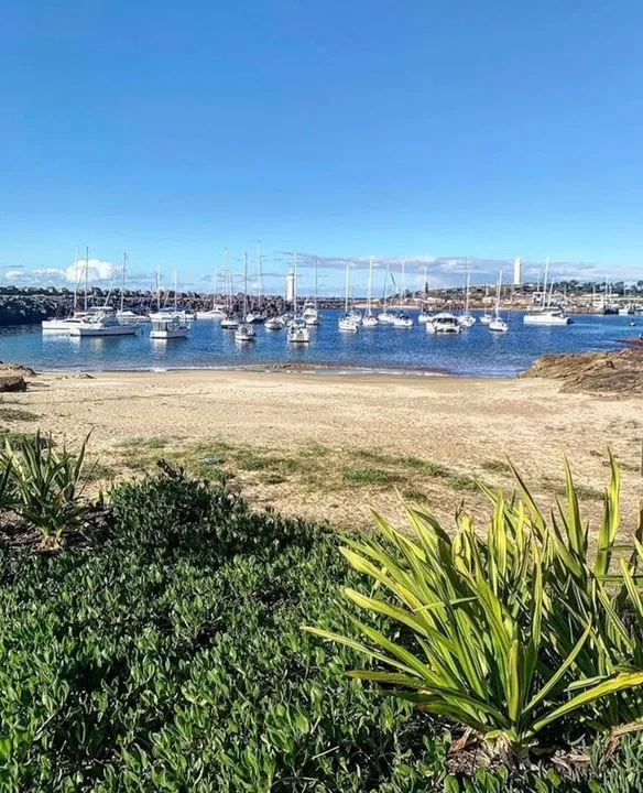 Un puerto costero con veleros anclados y plantas en primer plano.