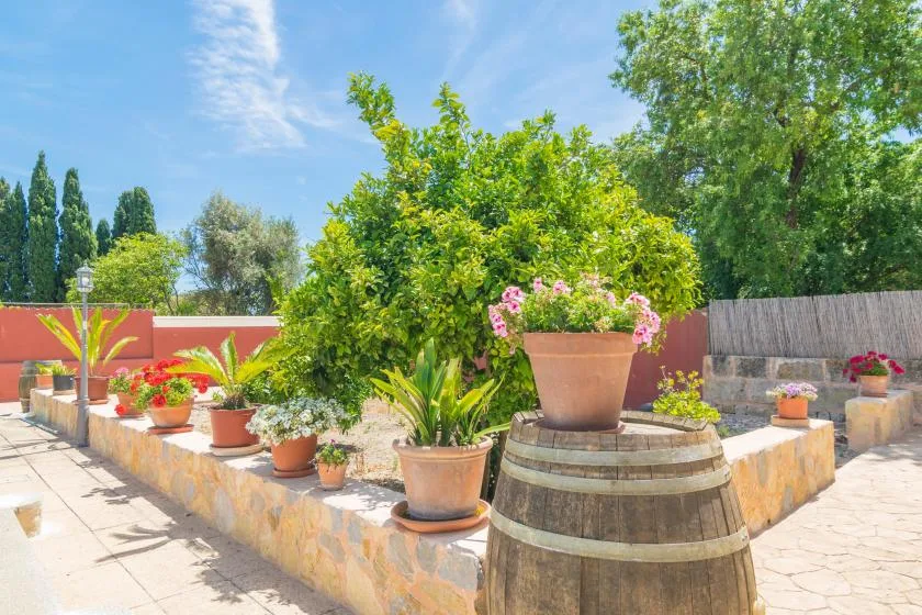 Un patio ajardinado y soleado con plantas en macetas junto a un muro bajo de piedra.