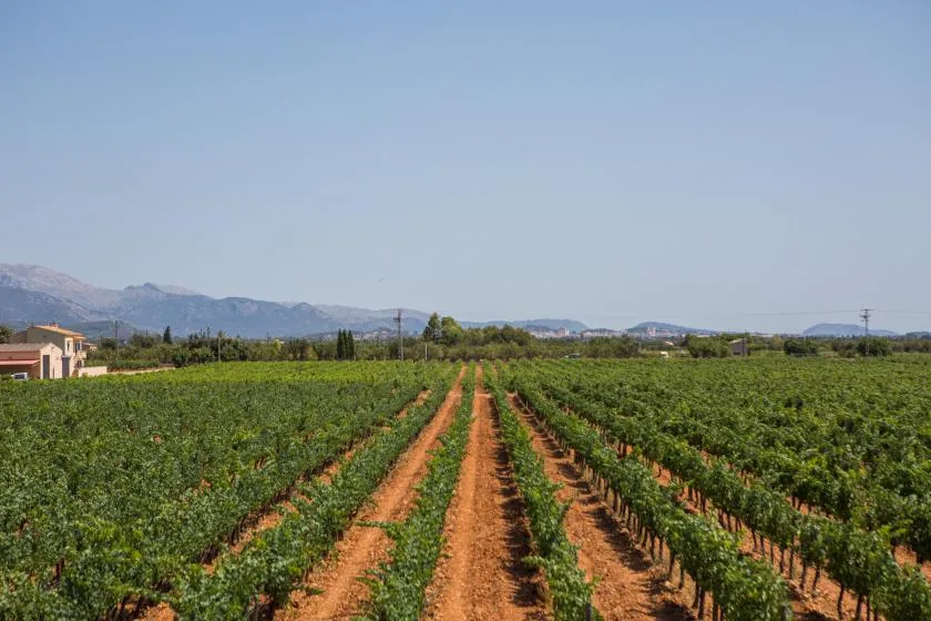 Hileras de cultivos verdes se extienden por un campo hacia montañas lejanas.