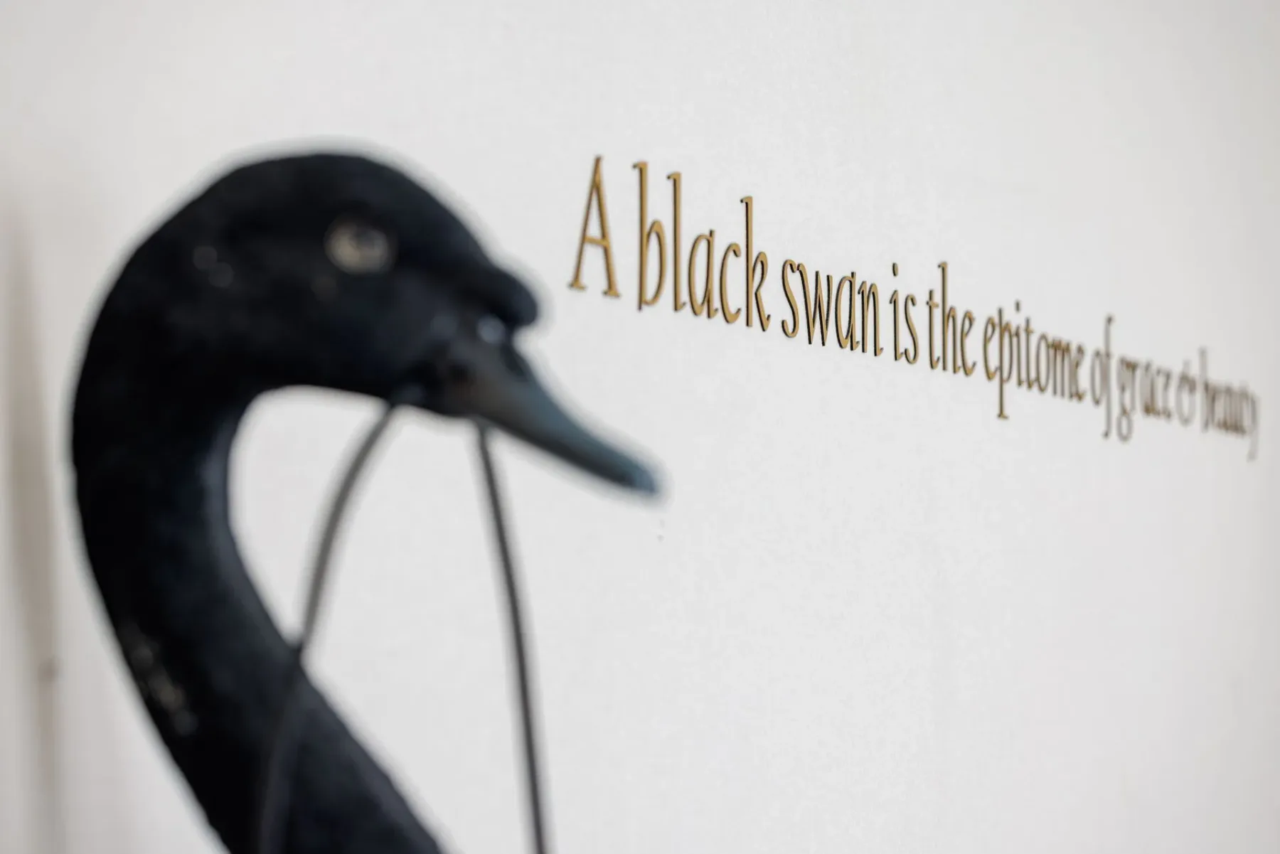 Figura decorativa de un cisne negro junto a un texto en la pared.