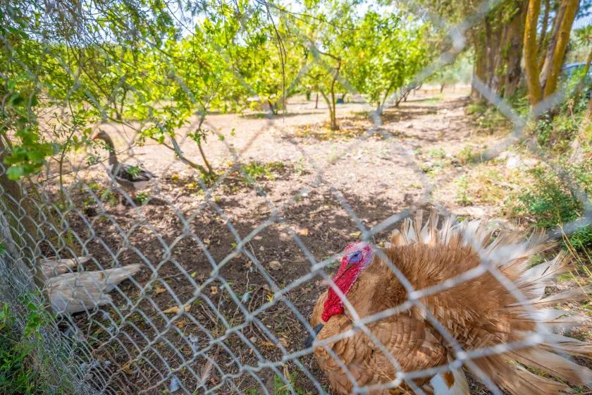 A fenced outdoor yard with trees and a brown chicken in the foreground.