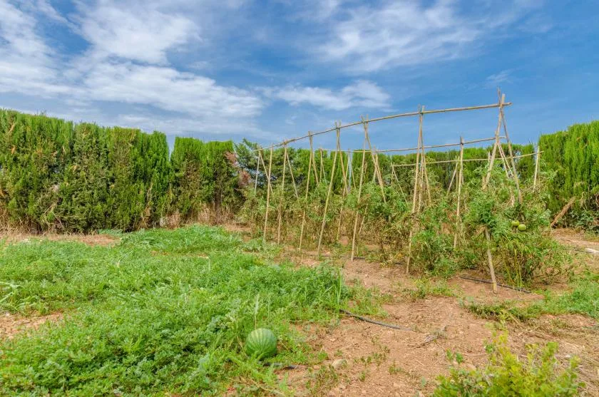 A garden plot with green crops growing beside rows of wooden plant supports.
