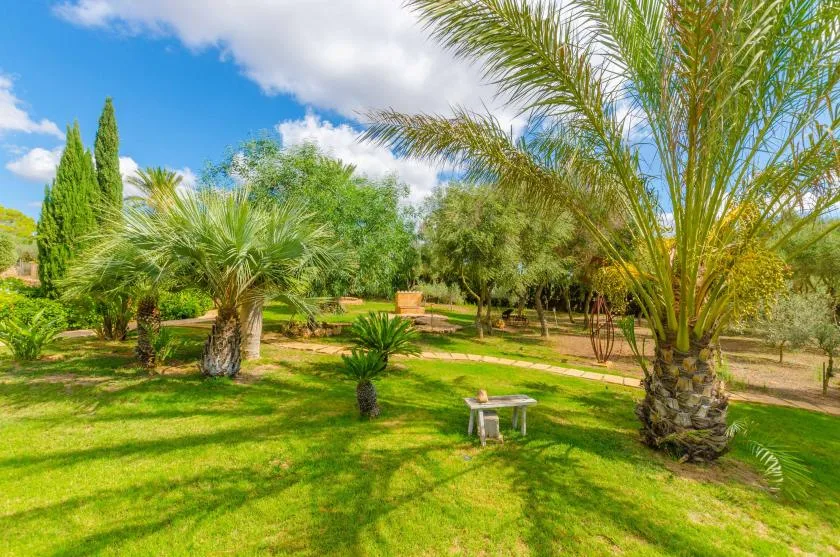 Un jardín soleado con palmeras, césped verde y un pequeño banco.