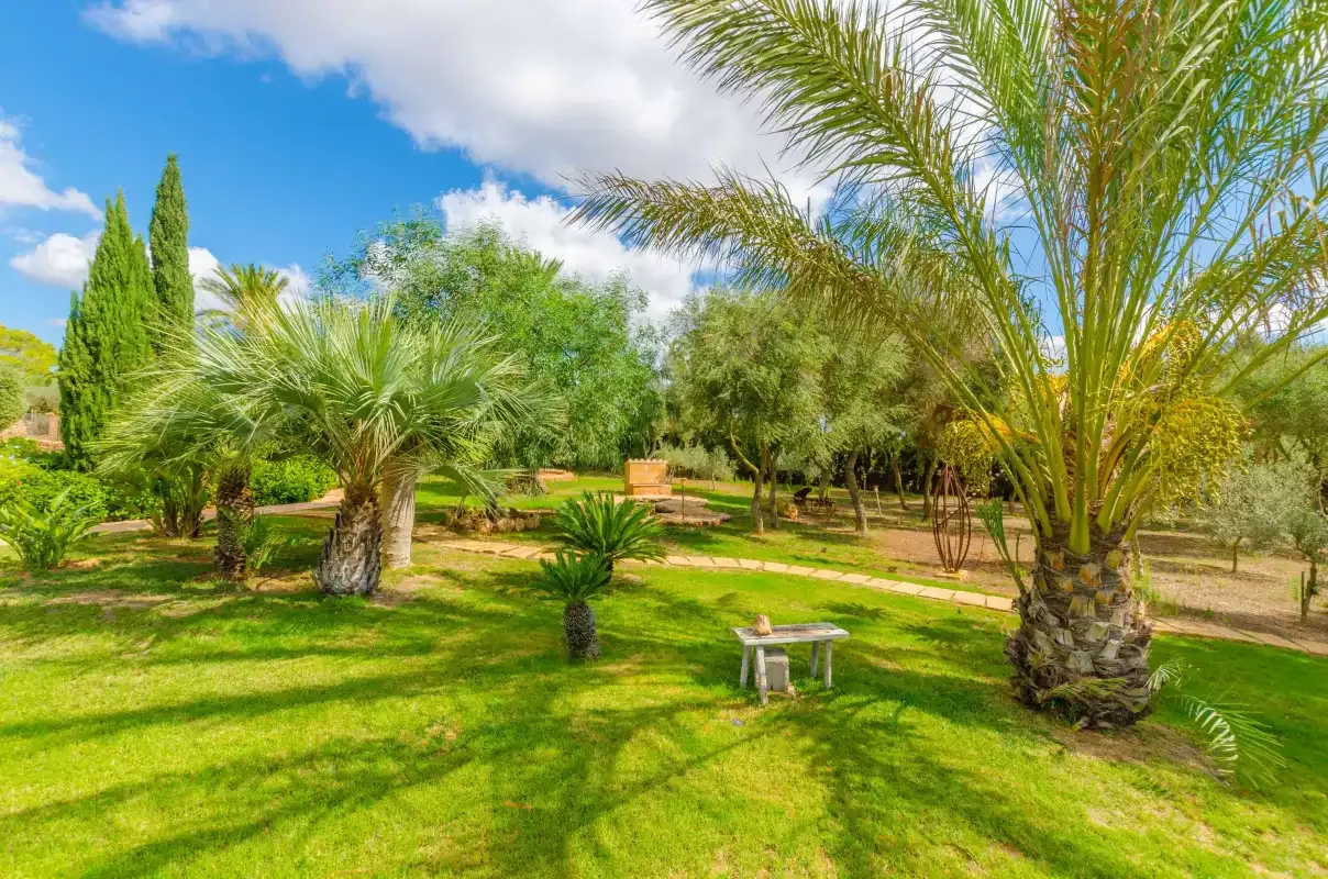 Un jardín de césped con palmeras y un pequeño banco bajo el cielo azul.
