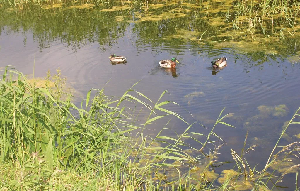 A pond with ducks swimming among reeds and aquatic plants.