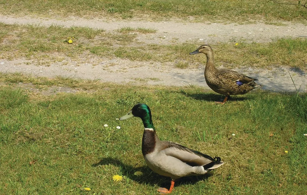 Two ducks stand on a grassy path, with one in the foreground.