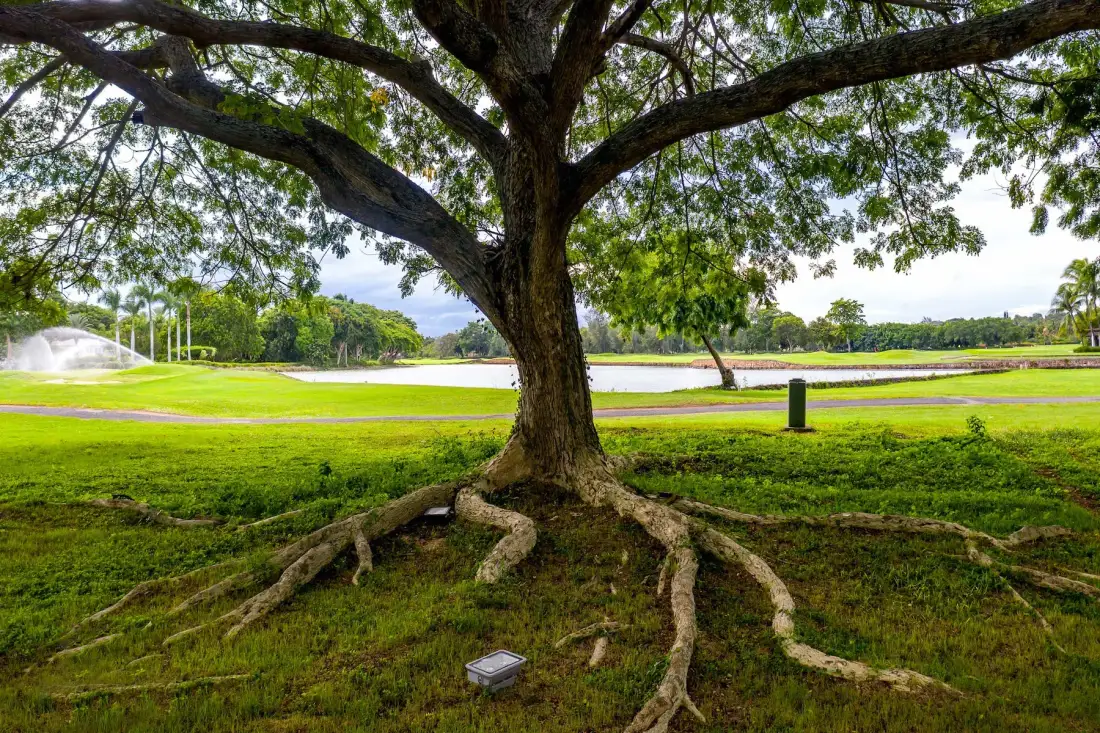 A large tree with exposed roots overlooks a broad grassy park.