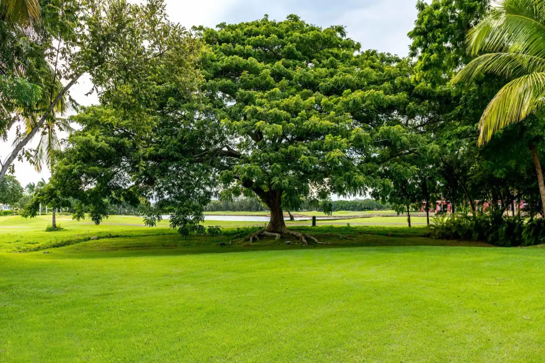 A spacious green lawn beneath a large leafy tree in a park-like landscape.