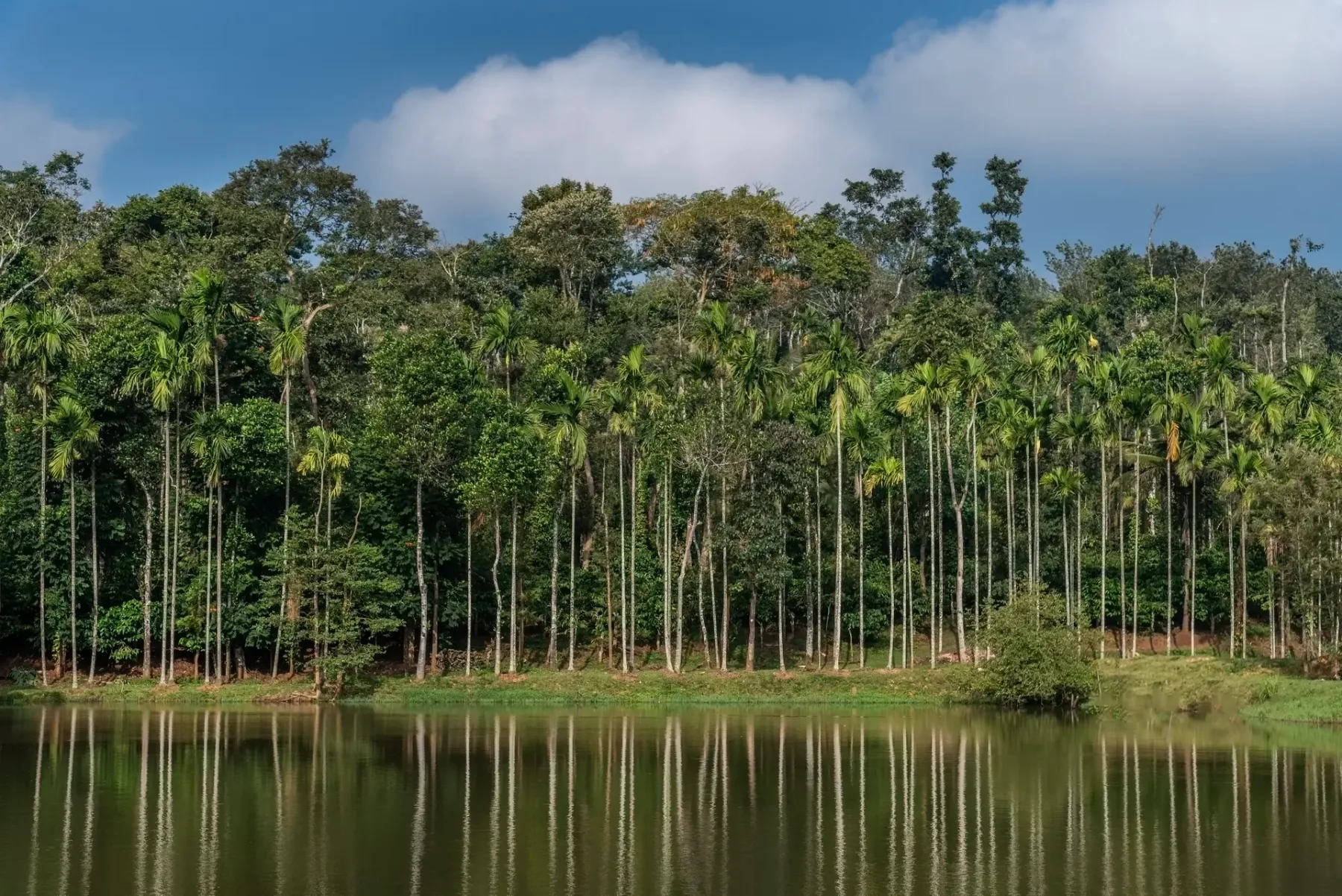 A pond reflects a dense line of tall trees beneath a cloudy sky.