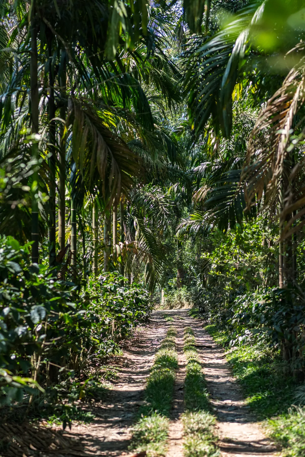 A dirt path winds through dense tropical greenery and palm trees.