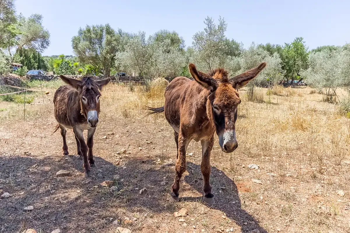 Dos burros están en un campo seco con árboles dispersos.