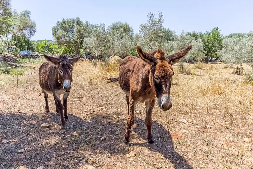 Dos burros están en un campo seco con árboles dispersos.