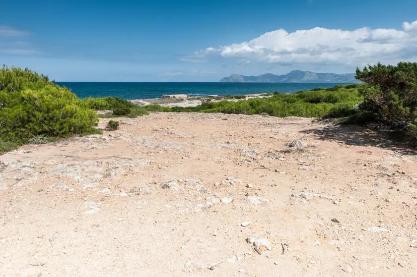 Un sendero arenoso atraviesa arbustos bajos y conduce hacia el mar.