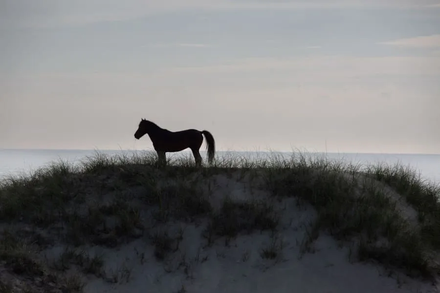 Un caballo está sobre una duna cubierta de hierba bajo un cielo nublado.