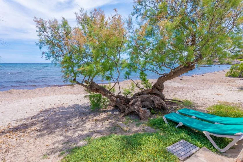 A sandy beach beside the water, shaded by a spreading tree.