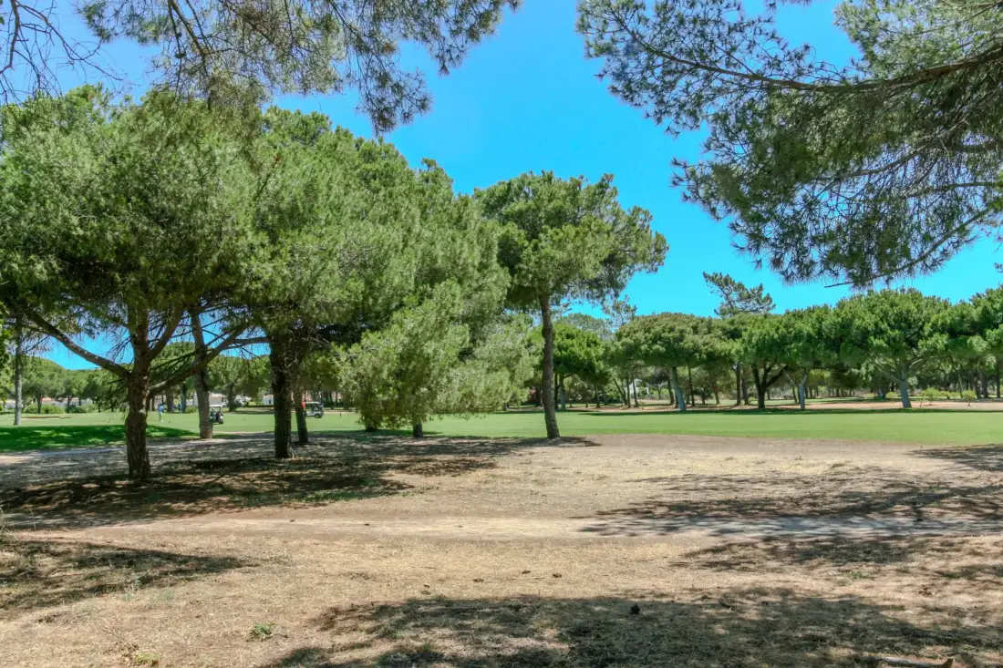A tree-lined park with open grassy areas and a clear blue sky.