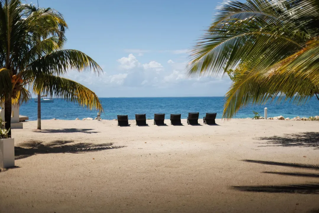 Beach chairs on a sandy shore framed by palm trees.