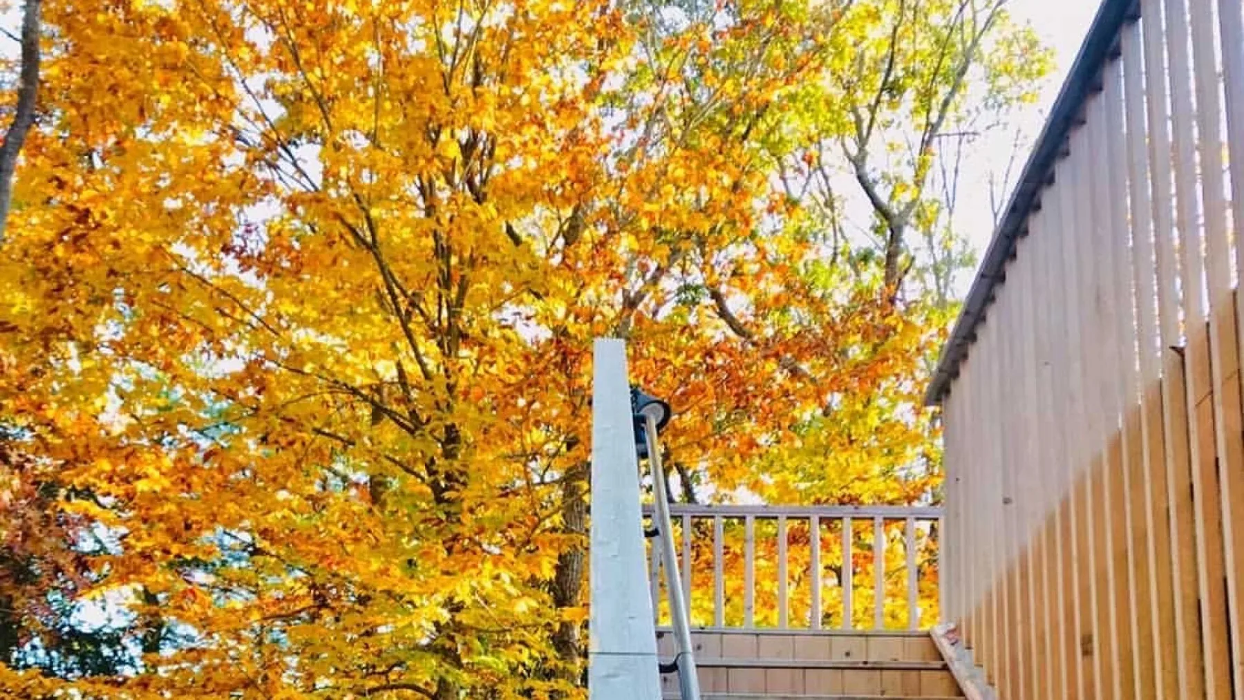 Una terraza exterior con barandilla da a árboles con hojas otoñales de colores vivos.