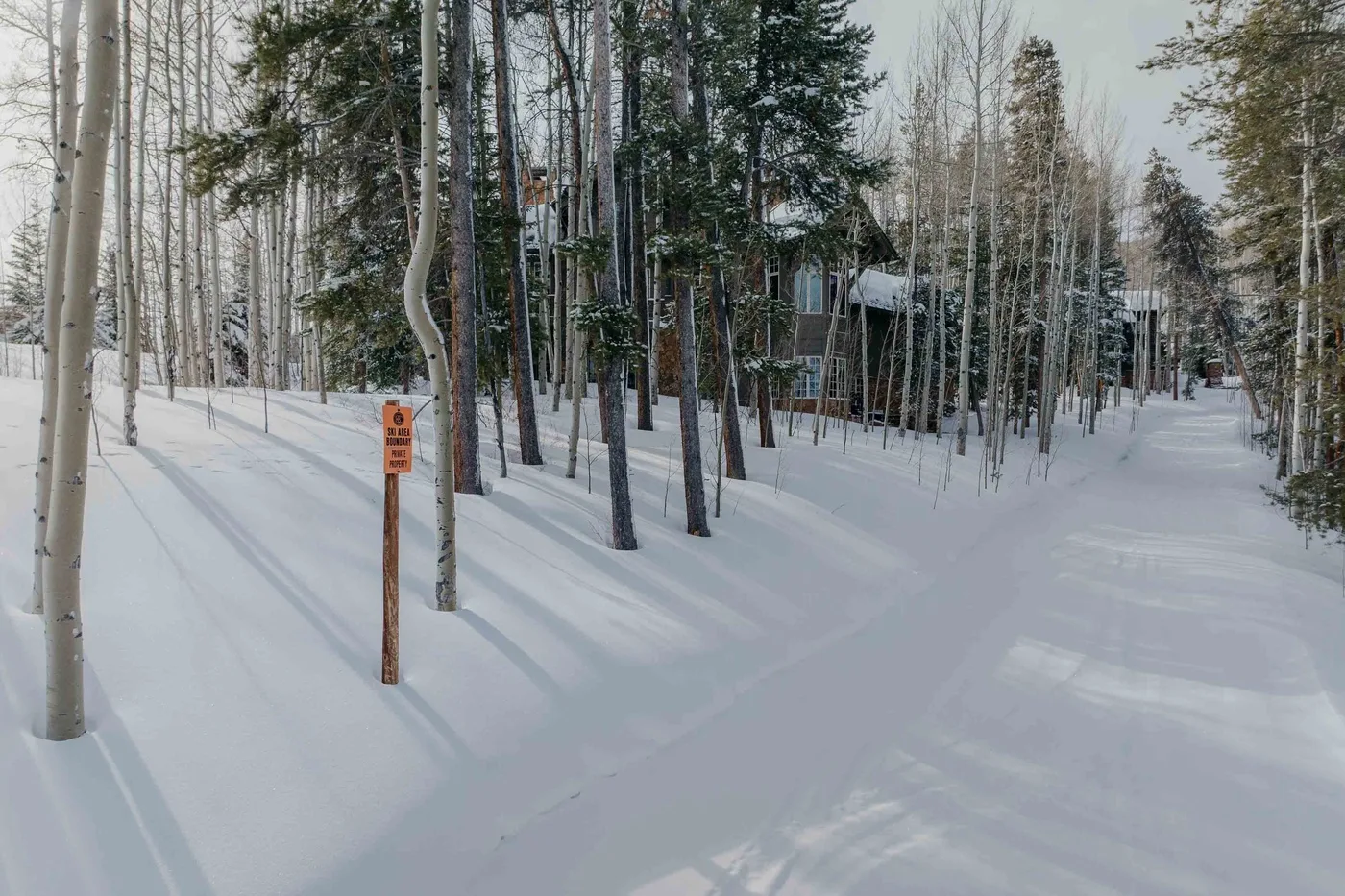 A snow-covered path winds through a forest of tall trees.