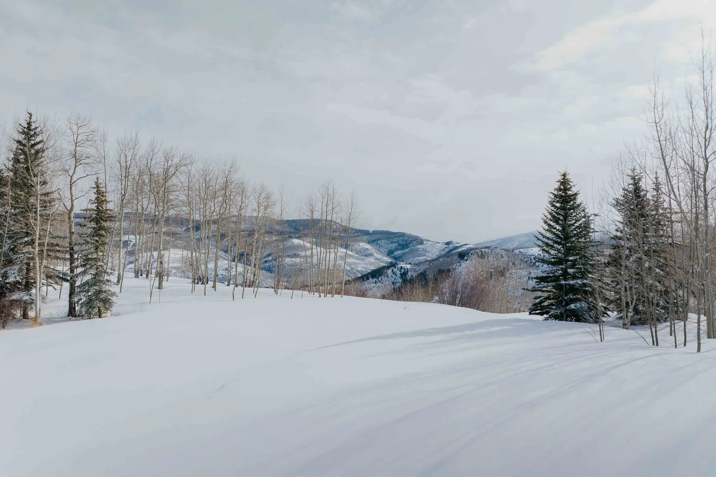 A snowy hillside opens onto distant mountain ridges among evergreen and bare trees.