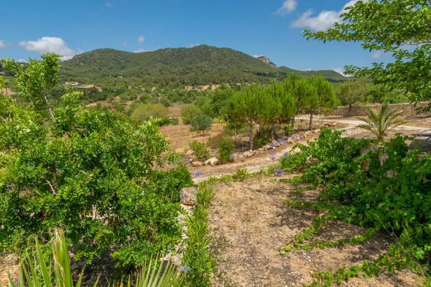 Un sendero seco atraviesa arbustos verdes bajo una colina baja y arbolada.