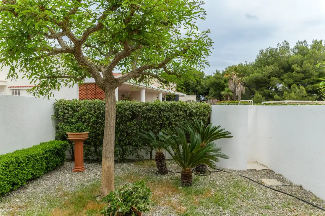A landscaped outdoor garden with a leafy tree, shrubs, and a gravel ground.