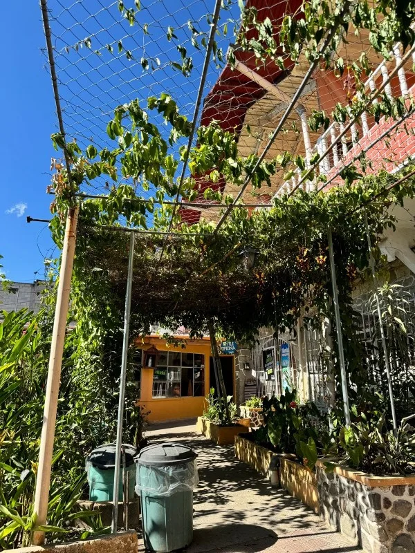 Garden view