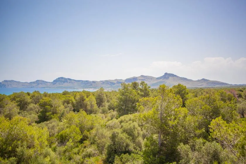 Un amplio paisaje de árboles verdes se extiende hacia montañas lejanas bajo un cielo despejado.