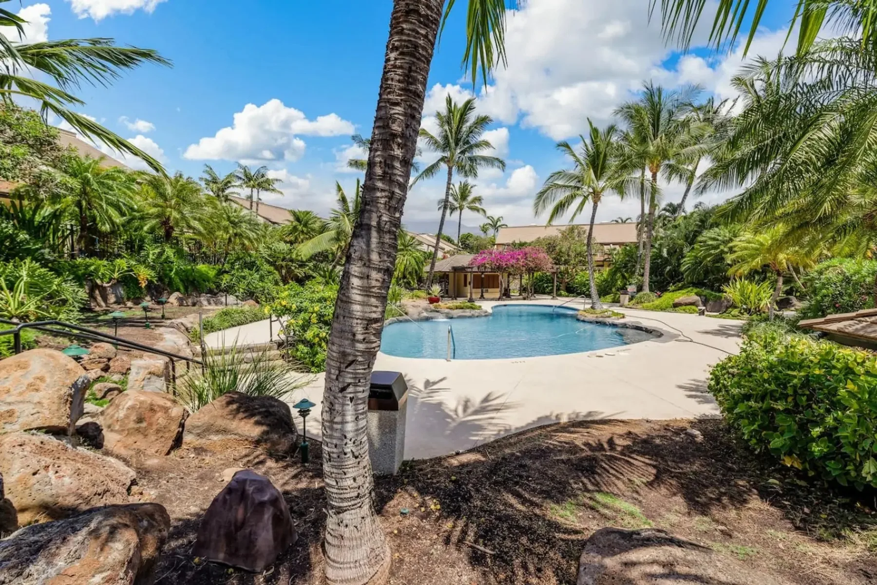 Una piscina está rodeada de palmeras y vegetación tropical.
