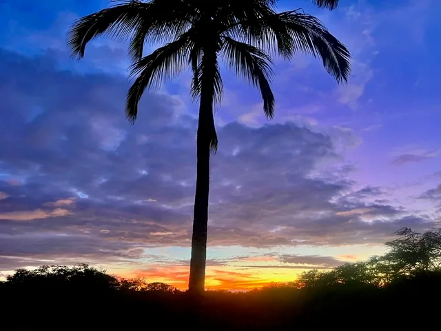 Una palmera se recorta contra un cielo colorido al atardecer.