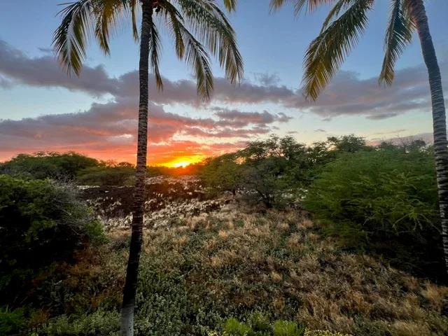 El atardecer ilumina un terreno de matorrales bajo las palmeras.