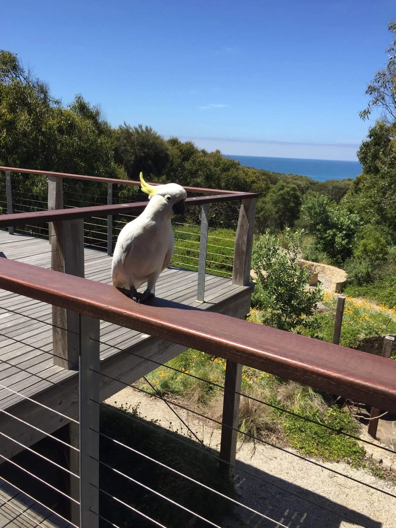 Aireys Central